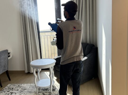 # Cockroaches Treatment – DM, DHA & ISO Certified