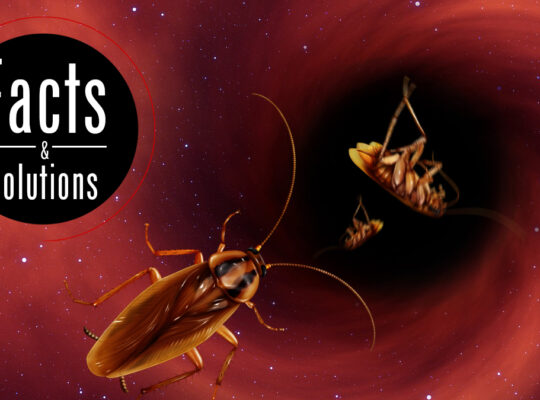 # Pest Control AMC/Agreement – Upto 25% Off