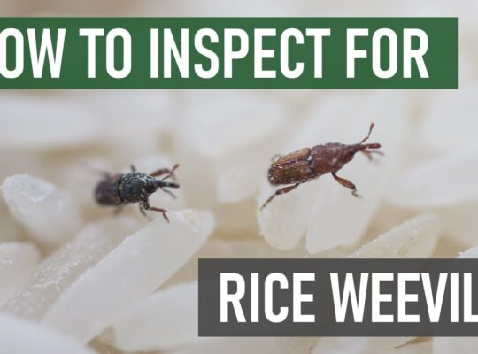 # Pest Control AMC/Agreement – Upto 25% Off