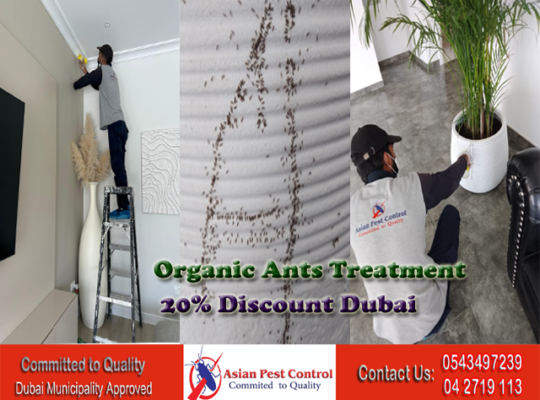 # Get Rid Sugar Ants/ Brown Ants- 20% Off