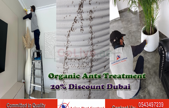 # Get Rid Sugar Ants/ Brown Ants- 20% Off