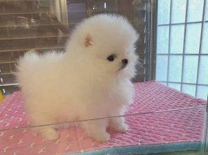 Teacup Pomeranian ready to join a new family
