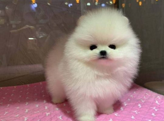 Teacup Pomeranian ready to join a new family