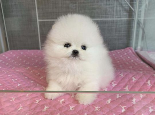 Teacup Pomeranian ready to join a new family