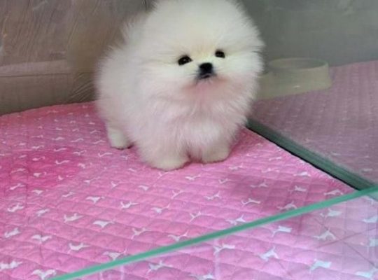 Teacup Pomeranian ready to join a new family