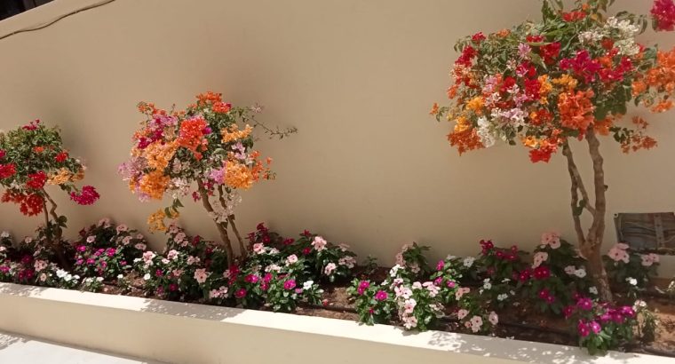 garden and landscaping services