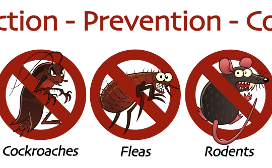 #No.1 Pest Control – Best Deals & Best Quality