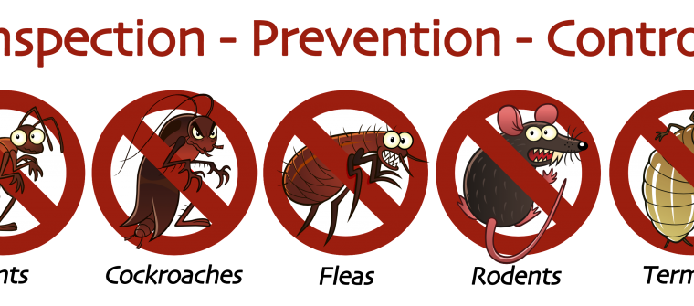 #No.1 Pest Control – Best Deals & Best Quality