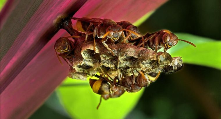 #No.1 Pest Control – Best Deals & Best Quality