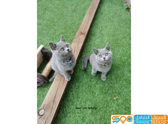 Adorable British short hair x kittens ready for new homes
