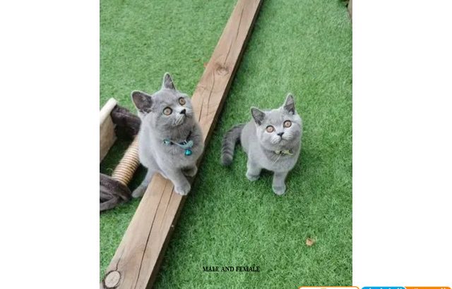 Adorable British short hair x kittens ready for new homes