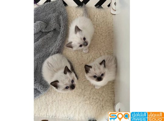 Siamese kittens