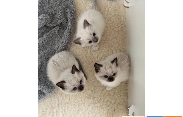 Siamese kittens
