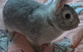 Rabbit for Adoptions
