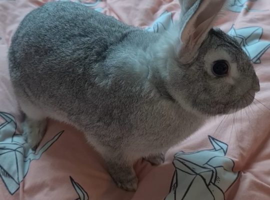 Rabbit for Adoptions
