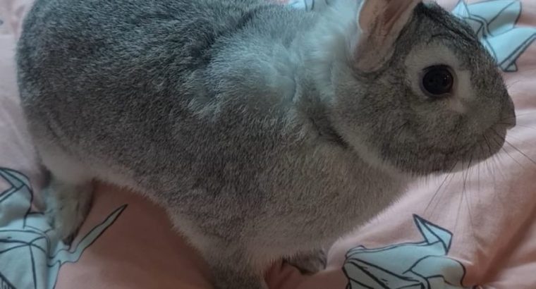 Rabbit for Adoptions