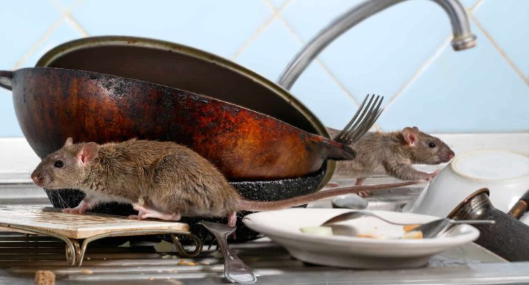 # Pest Control Dubai – Safe & High Quality