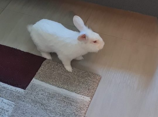 Rabbit ? for adaoption