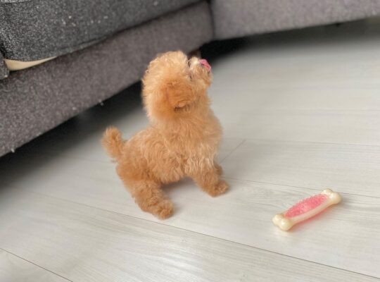 Toy Poodle Puppy for sell