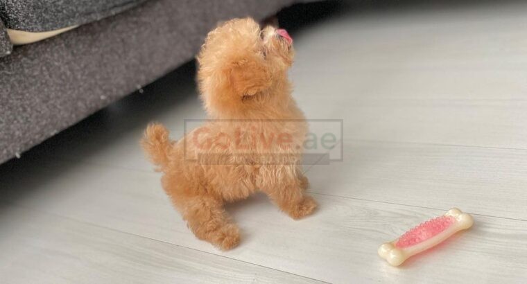 Toy Poodle Puppy for sell