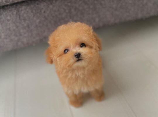 Toy Poodle Puppy for sell