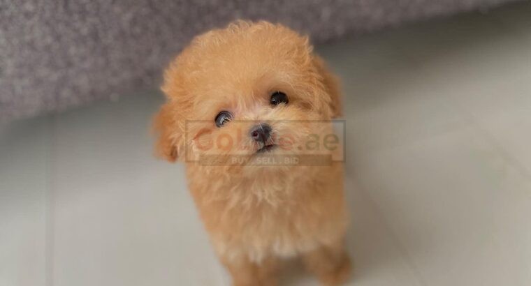 Toy Poodle Puppy for sell