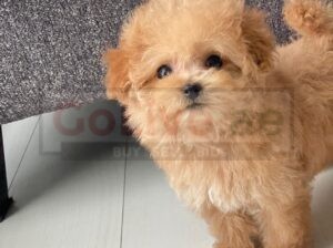 Toy Poodle Puppy for sell