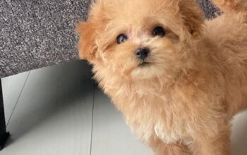 Toy Poodle Puppy for sell