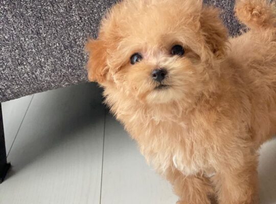 Toy Poodle Puppy for sell