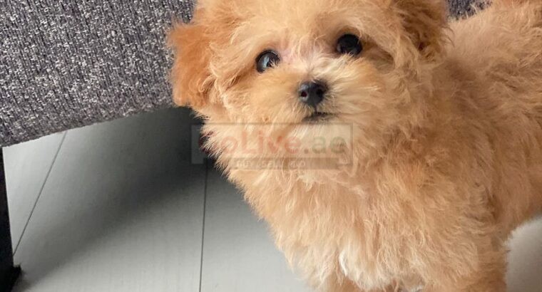 Toy Poodle Puppy for sell