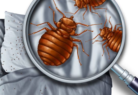 # Pest Control – Good Health & Best Life