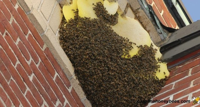 # Pest Control Dubai – Safe & High Quality