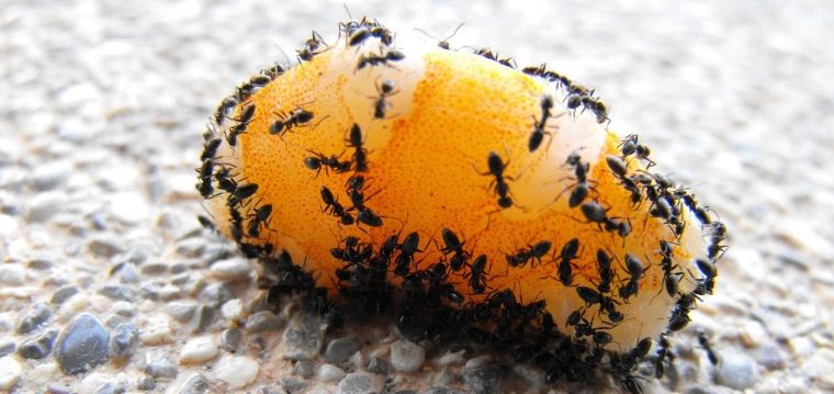 # Pest Control – Good Health & Best Life