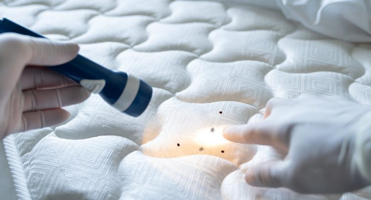 # Pest Control Dubai – Safe & High Quality