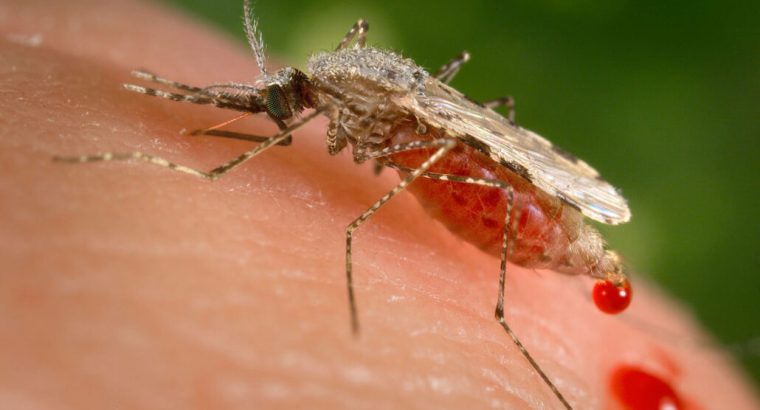 # Pest Control Dubai – Safe & High Quality