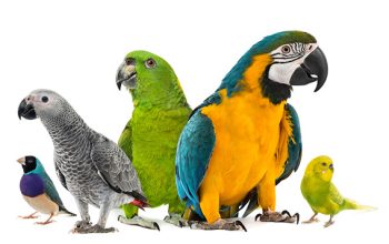 All Kinds of Macaw Parrots Available