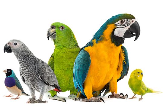 All Kinds of Macaw Parrots Available
