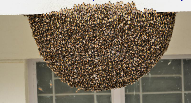 # Best Prices N Quality Ants Control – 25% Pest Disc.