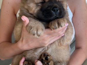 Two puppies of the Chow-Chow breed – giving to good hands