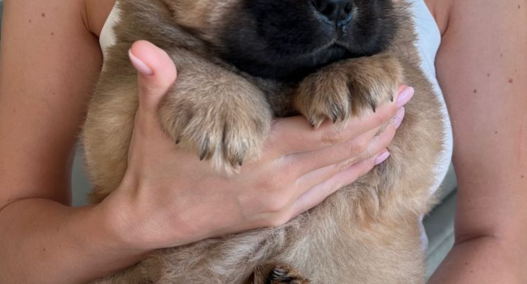 Two puppies of the Chow-Chow breed – giving to good hands