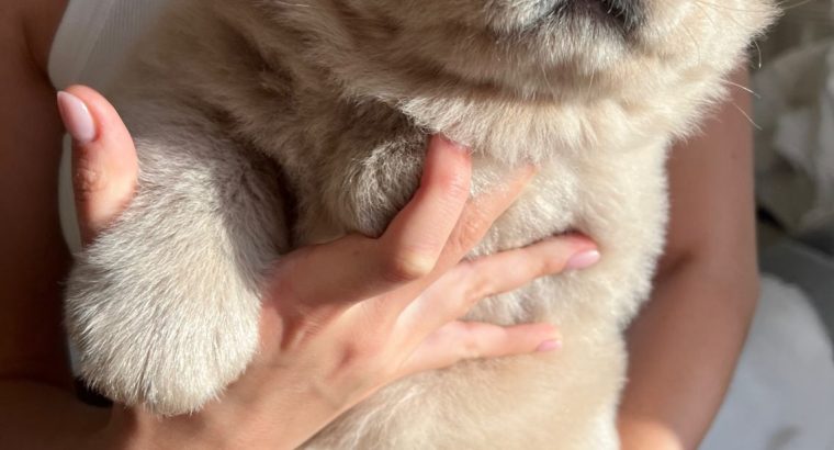 Two puppies of the Chow-Chow breed – giving to good hands