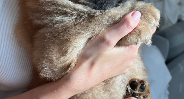 Two puppies of the Chow-Chow breed – giving to good hands