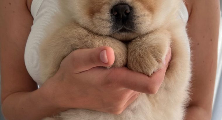 Two puppies of the Chow-Chow breed – giving to good hands