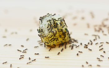# Spraying for Ants – Get Best & Odorless