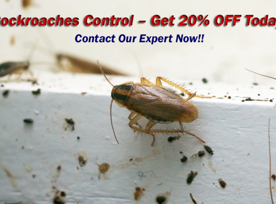 # Best Pest Control – New Year’s 30% OFF