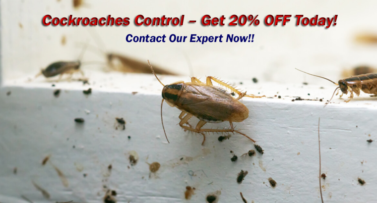# Best Prices N Quality Ants Control – 25% Pest Disc.
