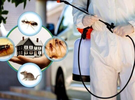 # Best Pest Control – New Year’s 30% OFF