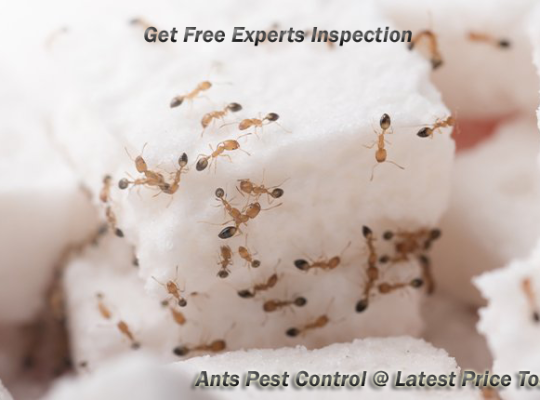 # Best Pest Control – New Year’s 30% OFF