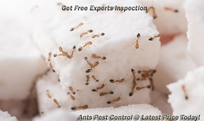 # Best Prices N Quality Ants Control – 25% Pest Disc.