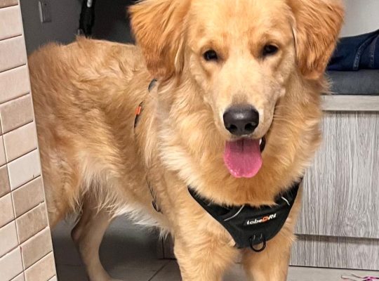 Our Rolex – Golden Retriever free adoption
